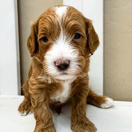 River - Red  male Goldendoodle puppy in Peoria, Arizona from Cactus Doods