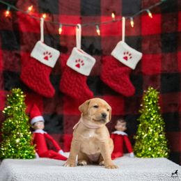 Labrador Retriever Puppies from Sun Ridge Labradors