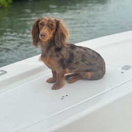 Ellie - Dachshund