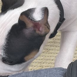 Audrey - White black and tan Rat Terrier puppy in Pahrump, Nevada from Jaynie Cavin
