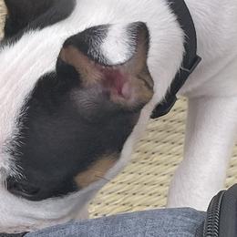 Audrey - White black and tan Rat Terrier puppy in Pahrump, Nevada from Jaynie Cavin