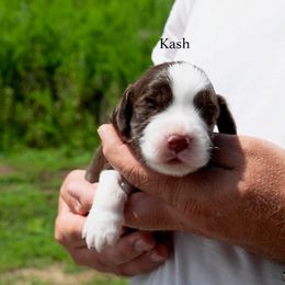Kash - Liver and white male English Springer Spaniel puppy in Manchester, Kentucky from Appalachian Kennels