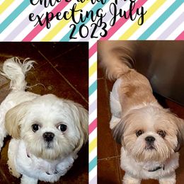 Shih Tzus from Dollface Dollie Shih Tzus