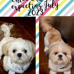 Shih Tzus from Dollface Dollie Shih Tzus