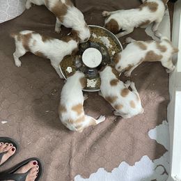 Brittany Puppies from Beaupre Gun Dogs