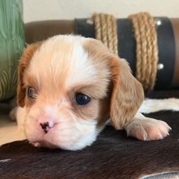 Lulu - Blenheim female Cavalier King Charles Spaniel puppy in Kidder, South Dakota from Continental Cavaliers