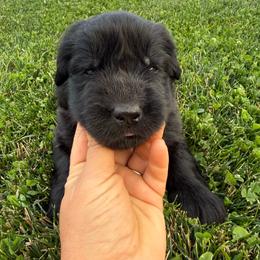Dark Blue - Black male Newfoundland puppy in Great Falls, Montana from True North Newfoundlands