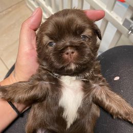 Lilo - Chocolate and tan female Shih Tzu puppy in Hemet, California from Aloha Shih Tzu
