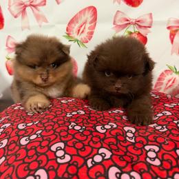 Mr.Choco - Chocolate male Pomeranian puppy in Visalia, California from Exotic_fresita_poms
