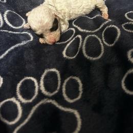 Zetian - Parti female Poodle puppy in Berkeley, California from Poodle Parade