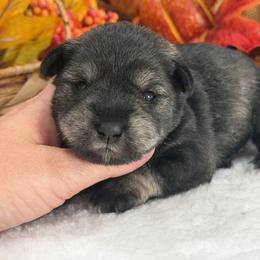 Gypsy Female 2 - Salt and pepper female Miniature Schnauzer puppy in Pageland, South Carolina from New Haven Farms