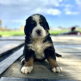 Nilo - Black rust and white male Bernese Mountain Dog puppy in New Haven, Indiana from Milan Berners