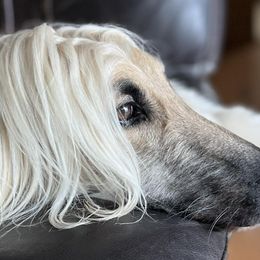 Afghan Hounds from Sodo Afghan Hounds