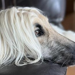 Afghan Hounds from Sodo Afghan Hounds