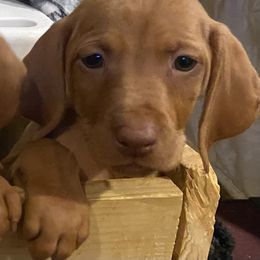Vizsla Puppies from Carlson Vizslas