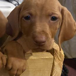 Vizsla Puppies from Carlson Vizslas