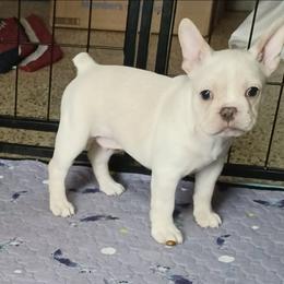 Moony - Cream male French Bulldog puppy in Elberta, Alabama from Old Orchard Farm
