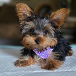 Tiny's Girl - Black and tan female Yorkshire Terrier puppy in Aiken, South Carolina from Sio's Yorkies