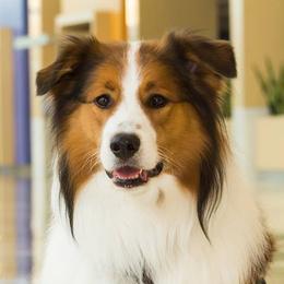 Misha - Old Time Scotch Collie