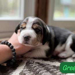 Green Girl - Black tan and white female Beagle puppy in Grantsville, Maryland from Fable & Fern Beagles