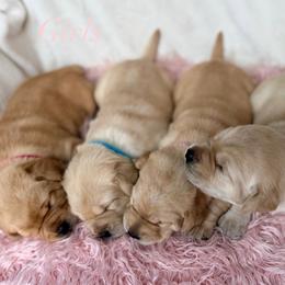 Labrador Retriever Puppies from Berkstone Labradors