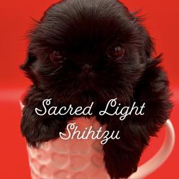Shih Tzu Puppies from Sacred Light Shihtzu