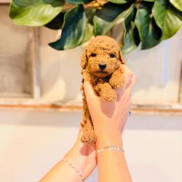 Sundae - Micro Size - Apricot male Goldendoodle puppy in Elizabethtown, Kentucky from Reddy Poodles & Doodles