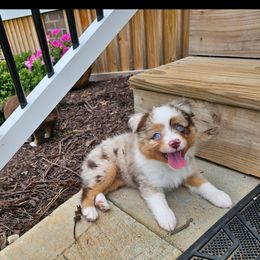 Toy Australian Shepherd Puppies from Reflections of Star Crest Kennel