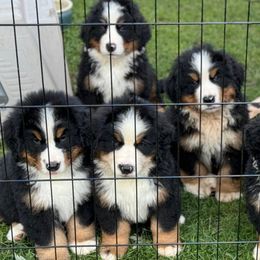 Bernese Mountain Dog puppies from Cameo