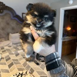Zoe - Black and tan parti female Pomeranian puppy in New Oxford, Pennsylvania from J&T French Bulldog & Pomeranian Palacio