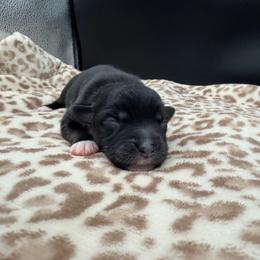 Boy 4 - Black tri male Miniature Australian Shepherd puppy in Arcadia, Indiana from Sunset Cowgirl Mini Aussies