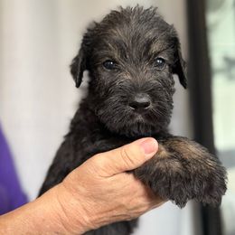 Dante - Pepper and salt male Giant Schnauzer puppy in Goodrich, Texas from Silver Creek Giant Schnauzers