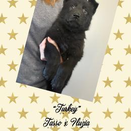 Turkey (black collar) - Black male German Shepherd puppy in Canterbury, Connecticut from Nachtwaechter German Shepherds, LLC
