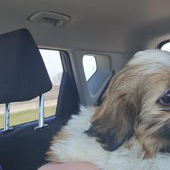 French Bulldogs, Goldendoodles, and Mal-Shis from Courtney Nicole's Goldendoodles