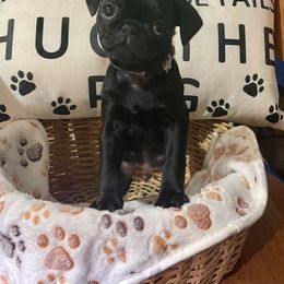Pug Puppies from Pugs & Kisses