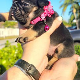 Aurora - Liver female French Bulldog puppy in Homestead, Florida from BackyardfinestBullys