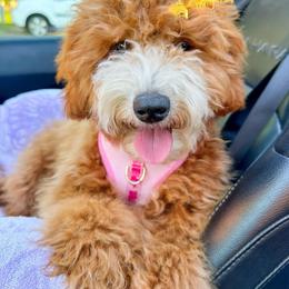 Penny - Goldendoodle