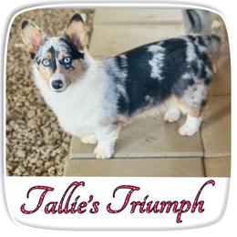 Tallie - American Corgi