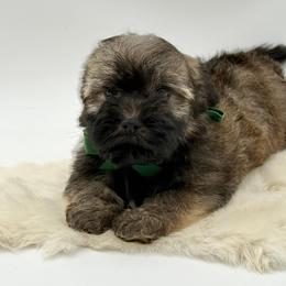 Green Bow - Gold sable male Havapoo puppy in Evart, Michigan from Northern’s Cute Cuddly Cava Poos