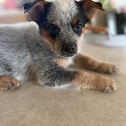 Orange - Blue mottled male Australian Cattle Dog puppy in Marana, Arizona from Cactus Heelers Arizona