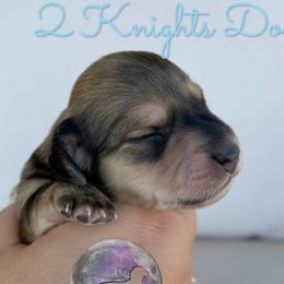 Lilly - Cream female Dachshund puppy in New Braunfels, Texas from 2 Knights Doxies
