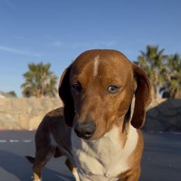 Mickey - Dachshund