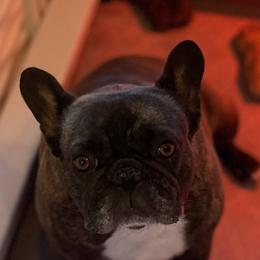 Millie - French Bulldog
