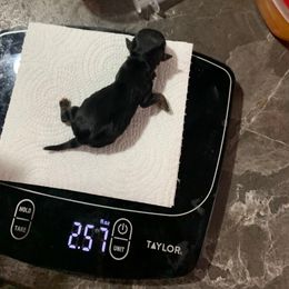 Girl 2 - Black and tan female Yorkshire Terrier puppy in Antlers, Oklahoma from Yorker Puppy Palace