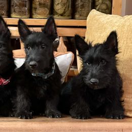 Irish Terrier and Scottish Terrier Puppies from Avonlea Terriers