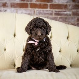 Goldendoodle and Labradoodle Puppies from Dessie's Doodles