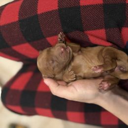 Girl 1 - Dark golden female Golden Retriever puppy in Arizona from Golden Penny AZ