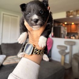 Eclipse- Bi Black Girl - female Toy Shetland Sheepdog puppy in Frazeysburg, Ohio from Mountain High Kennels