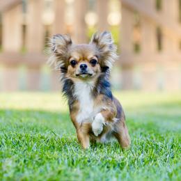 Peaches - Chihuahua
