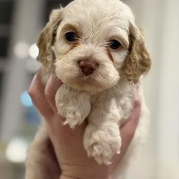 Heartthrob - Red and white male Cockapoo puppy in Advance, North Carolina from Rome & Reign Farm